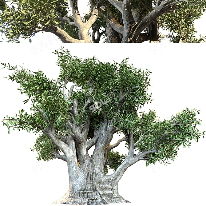 Ancient Olive Tree Model 3D model image 1