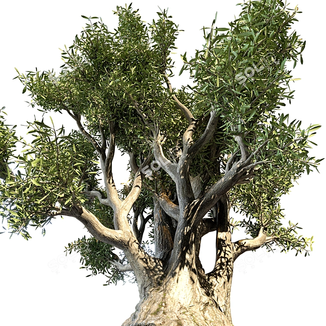 Ancient Olive Tree Model 3D model image 2