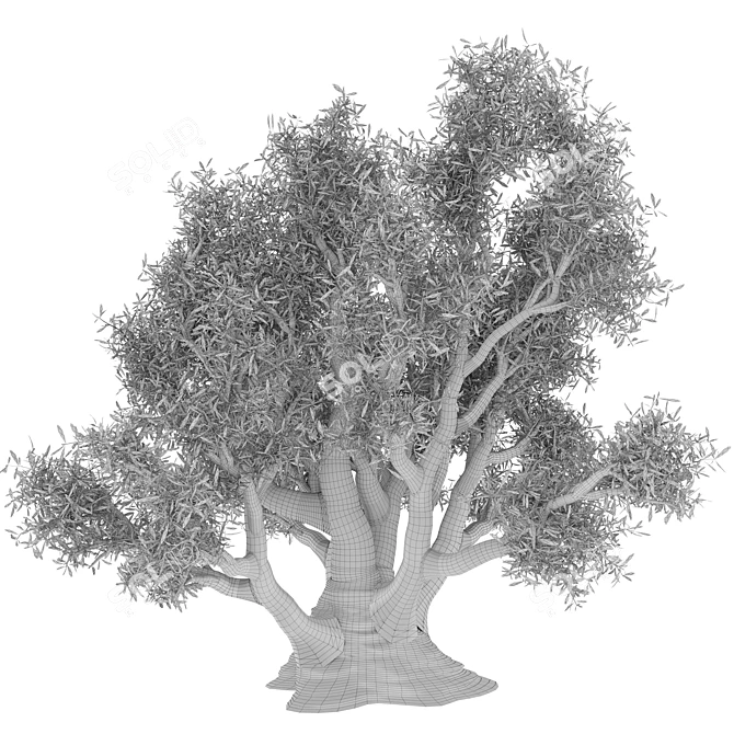 Ancient Olive Tree Model 3D model image 3