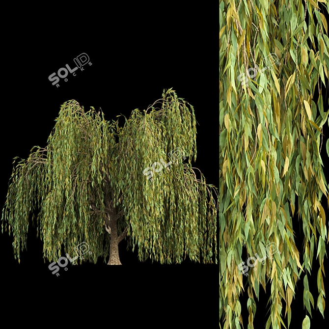 Willow Trees Collection: Vol12 3D model image 2