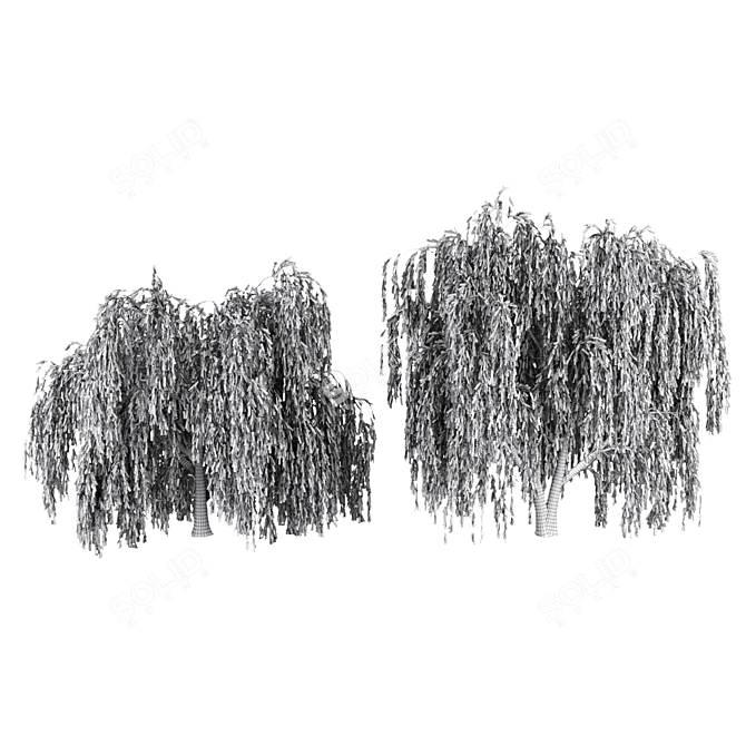 Willow Trees Collection: Vol12 3D model image 4