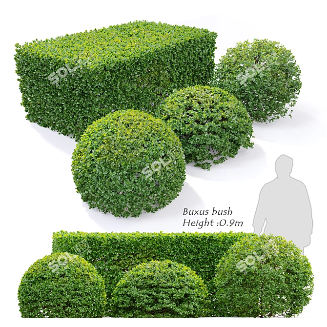 Versatile Buxus Bush: 4-Pack, Height: 0.9m 3D model image 1