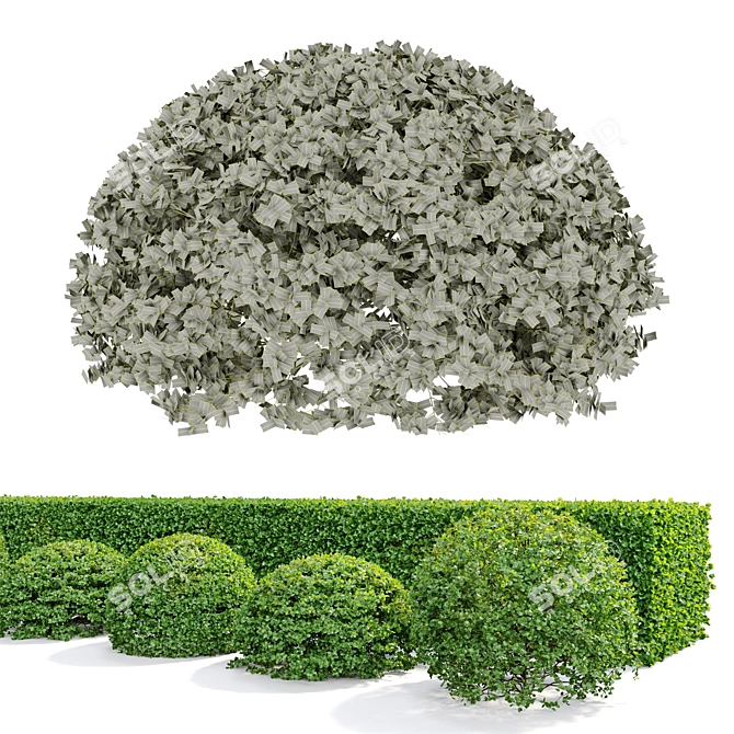 Versatile Buxus Bush: 4-Pack, Height: 0.9m 3D model image 3