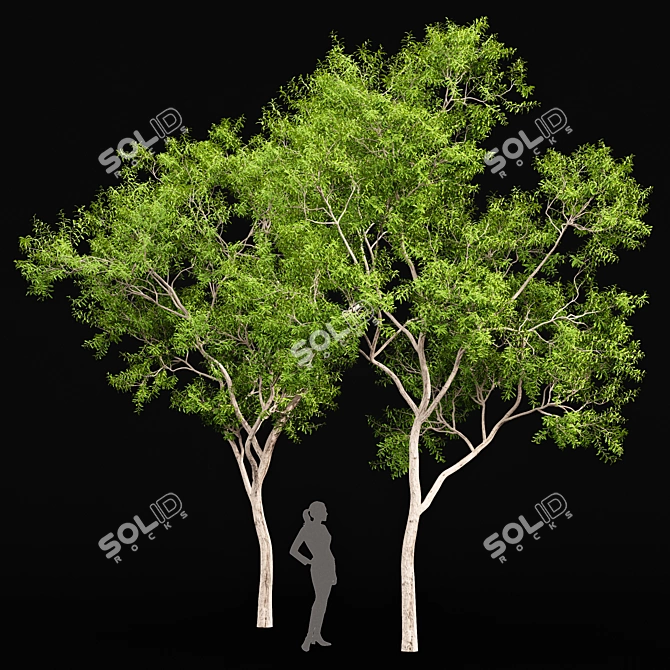 Ghost Gum 2 Trees - Stunningly Realistic 3D Models 3D model image 1