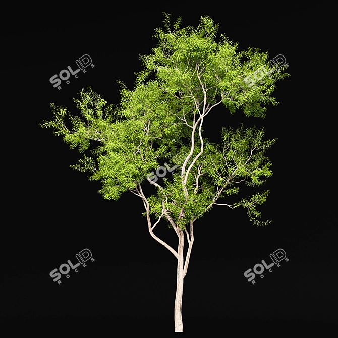 Ghost Gum 2 Trees - Stunningly Realistic 3D Models 3D model image 2