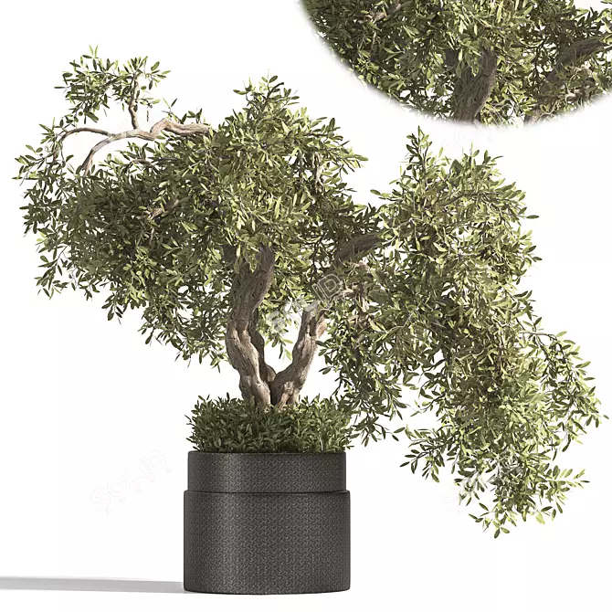 Breathe Life with Interior Bonsai 3D model image 1