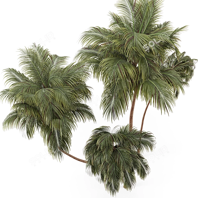 Lush Green Palm Tree Set 185 3D model image 2