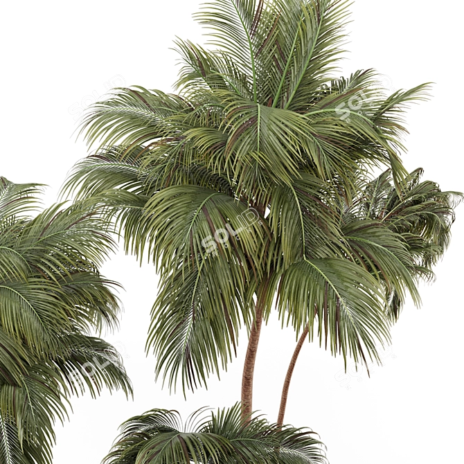 Lush Green Palm Tree Set 185 3D model image 3