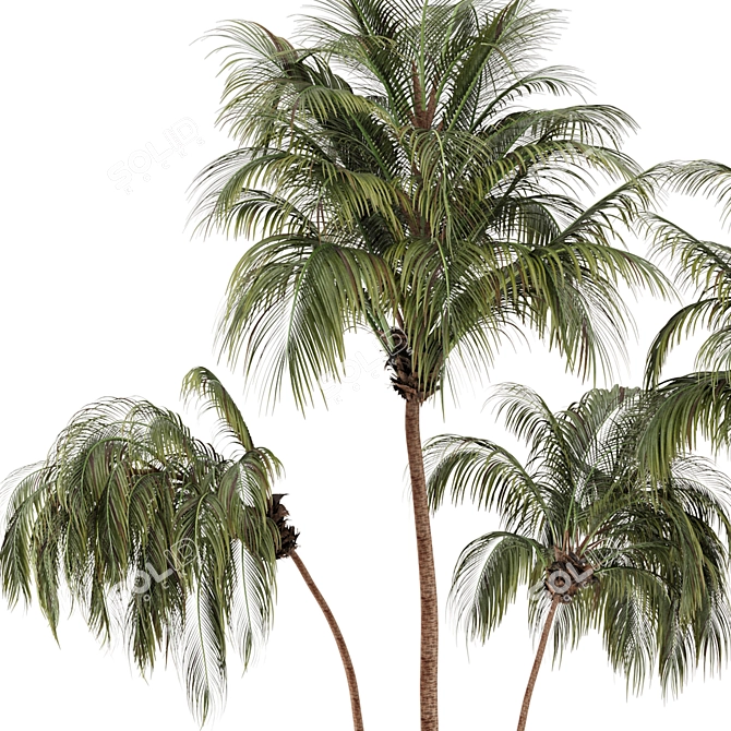 Lush Green Palm Tree Set 185 3D model image 5