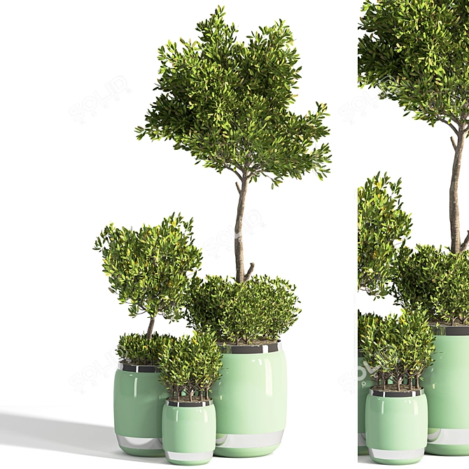 Tropical Indoor Plant Set 3D model image 1