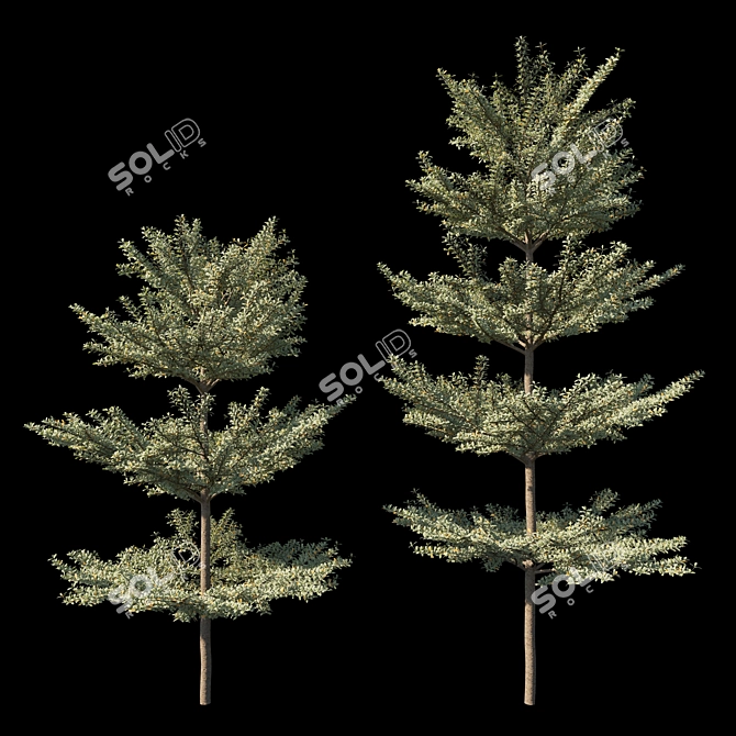 Variegated Terminalia Mantaly: Exquisite Madagascar Almond 3D model image 1