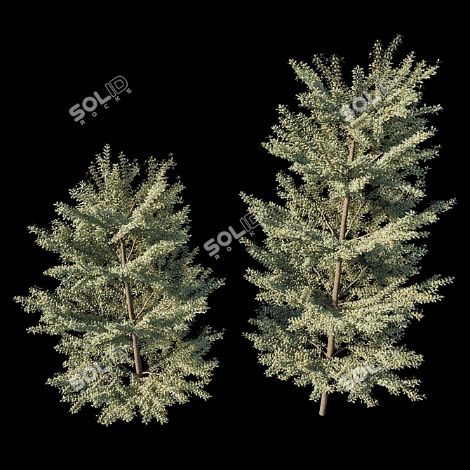 Variegated Terminalia Mantaly: Exquisite Madagascar Almond 3D model image 2