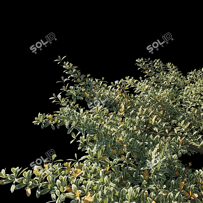 Variegated Terminalia Mantaly: Exquisite Madagascar Almond 3D model image 3