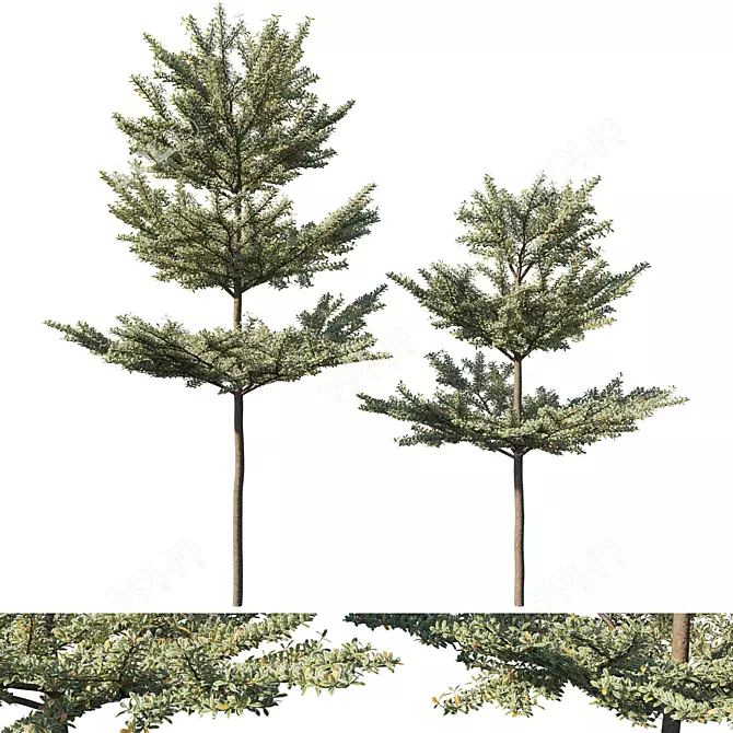 Variegated Terminalia Mantaly 02: Stunning 3D Model 3D model image 1