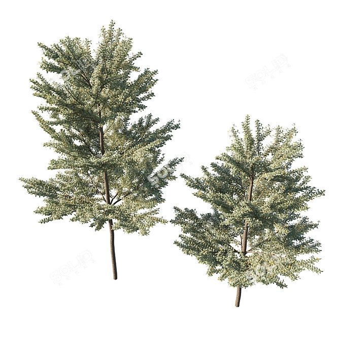 Variegated Terminalia Mantaly 02: Stunning 3D Model 3D model image 2