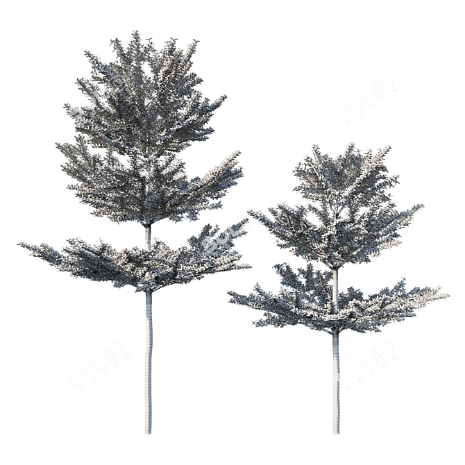 Variegated Terminalia Mantaly 02: Stunning 3D Model 3D model image 3