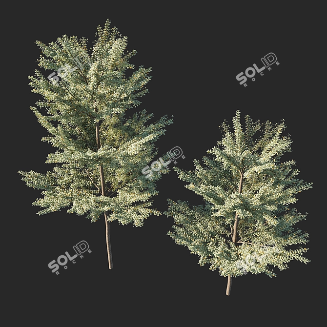 Variegated Terminalia Mantaly 02: Stunning 3D Model 3D model image 4