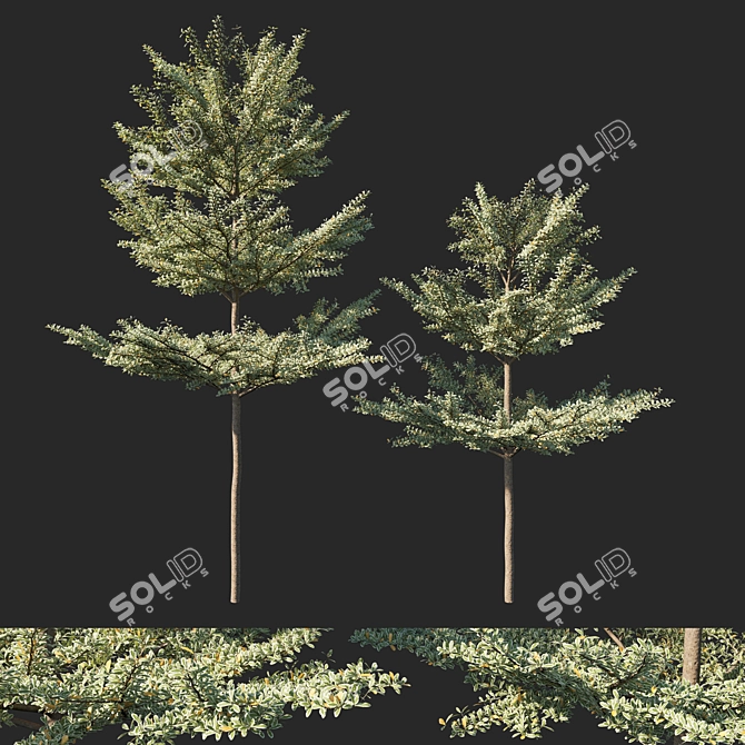 Variegated Terminalia Mantaly 02: Stunning 3D Model 3D model image 5