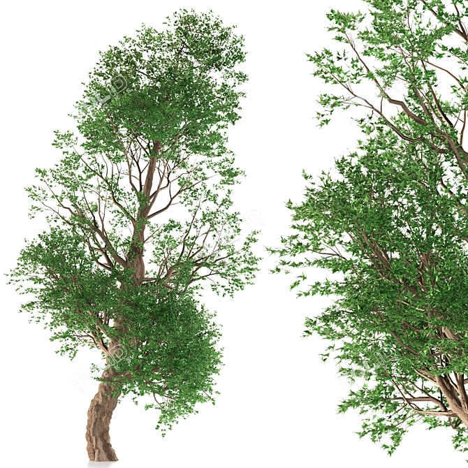 Trident Maple: Exquisite Eastern Beauty 3D model image 1