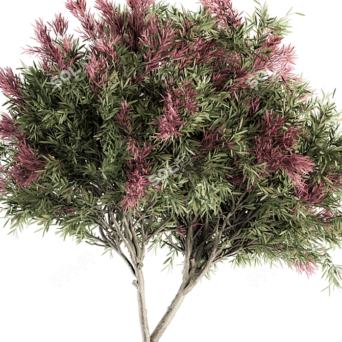 Crape Myrtle Outdoor Plant Set 3D model image 3