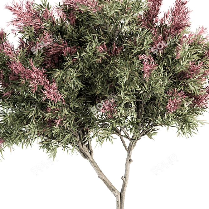 Crape Myrtle Outdoor Plant Set 3D model image 4