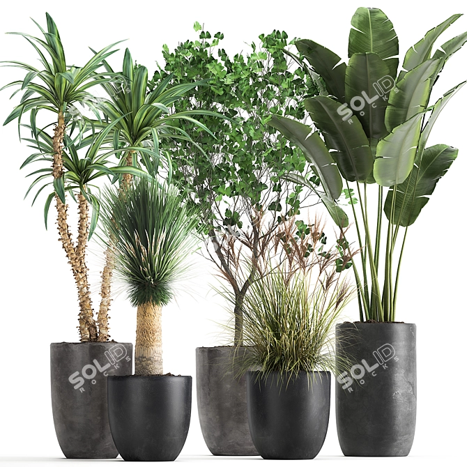 Tropical Plant Collection: Yucca, Palm, Ravenala & More 3D model image 1