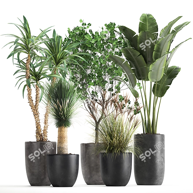 Tropical Plant Collection: Yucca, Palm, Ravenala & More 3D model image 6