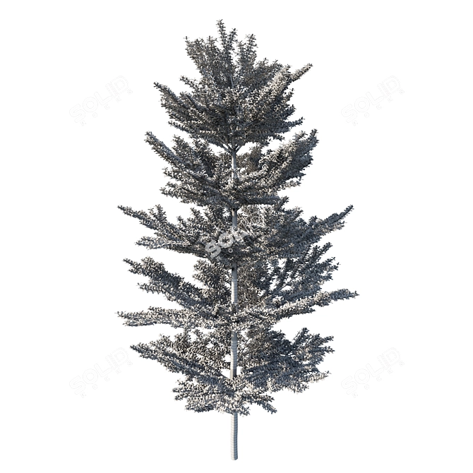 Madagascar Almond: Exquisite Terminalia Mantaly 3D model image 4