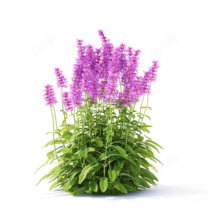 Large-Flowered Chisel Stachys Macrantha 3D model image 2