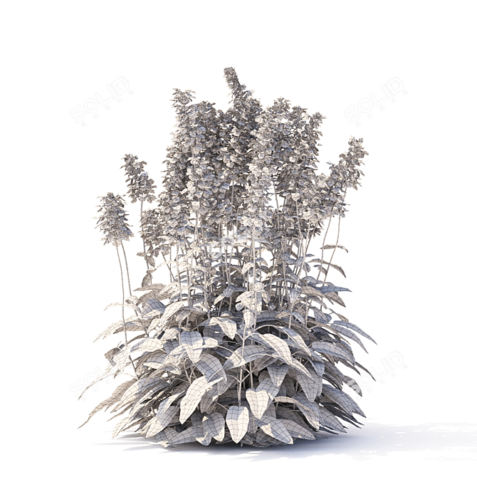 Large-Flowered Chisel Stachys Macrantha 3D model image 3