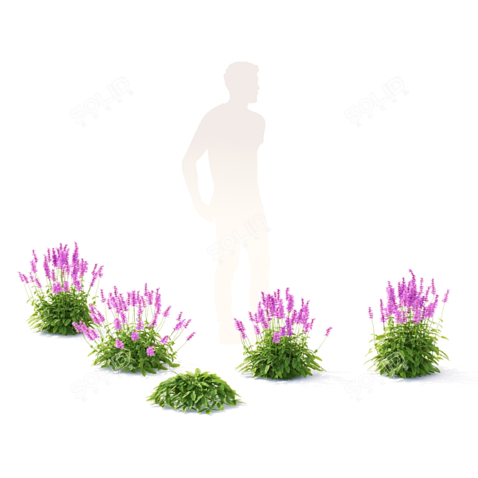Large-Flowered Chisel Stachys Macrantha 3D model image 4