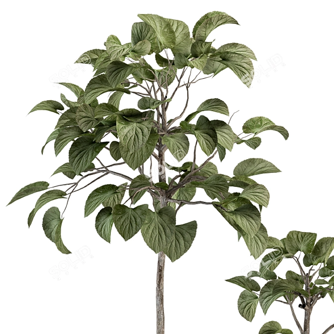 Ficus Plant Set: Indoor Greenery 3D model image 4