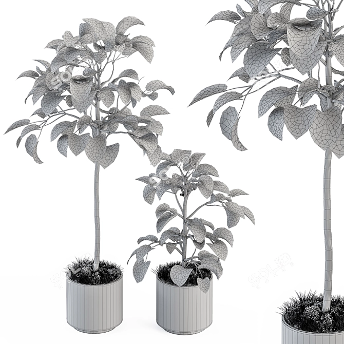 Ficus Plant Set: Indoor Greenery 3D model image 5