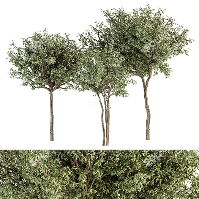 Green Jacob Broadleaf Tree Set 41 3D model image 1