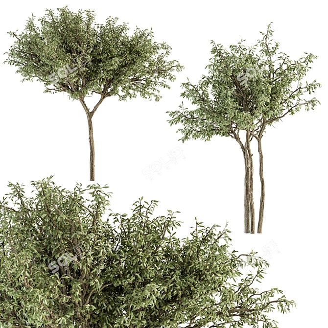 Green Jacob Broadleaf Tree Set 41 3D model image 2