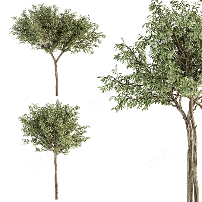 Green Jacob Broadleaf Tree Set 41 3D model image 3