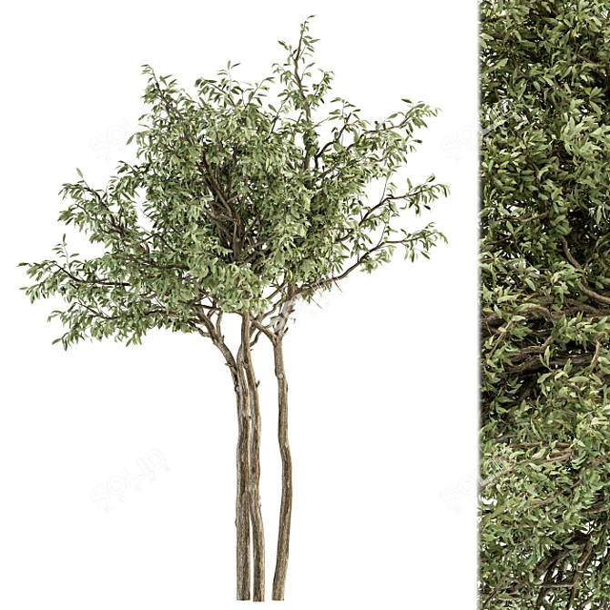 Green Jacob Broadleaf Tree Set 41 3D model image 4