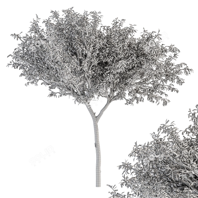 Green Jacob Broadleaf Tree Set 41 3D model image 7