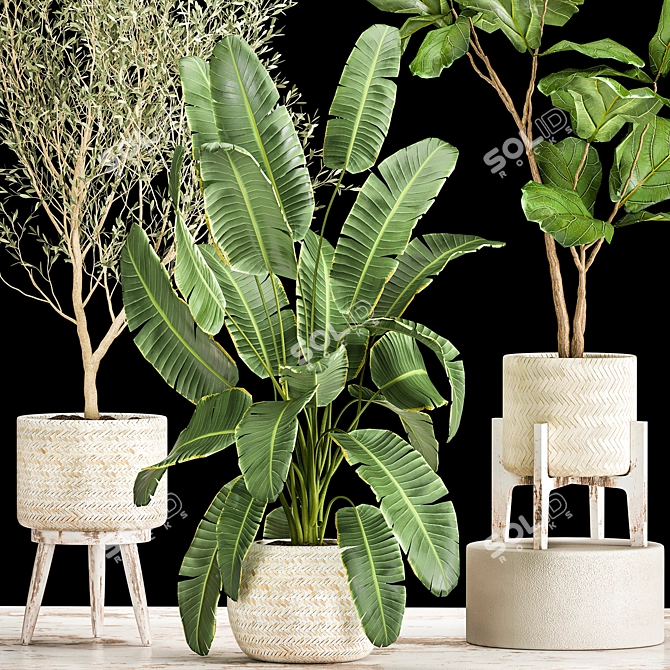 Exotic Plant Collection in Decorative White Baskets 3D model image 2