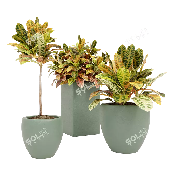 Tropical Trio: Croton Indoor Plants 3D model image 2