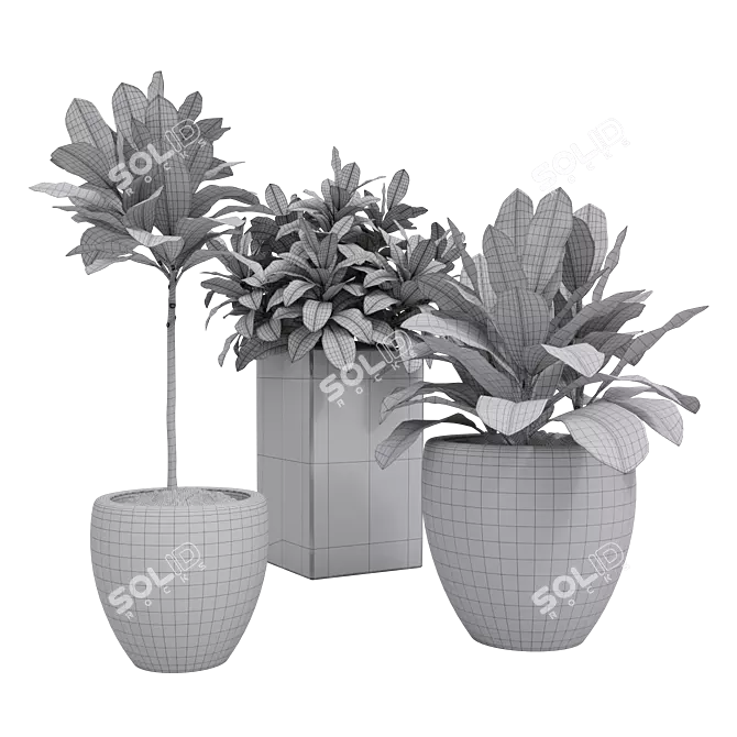 Tropical Trio: Croton Indoor Plants 3D model image 3