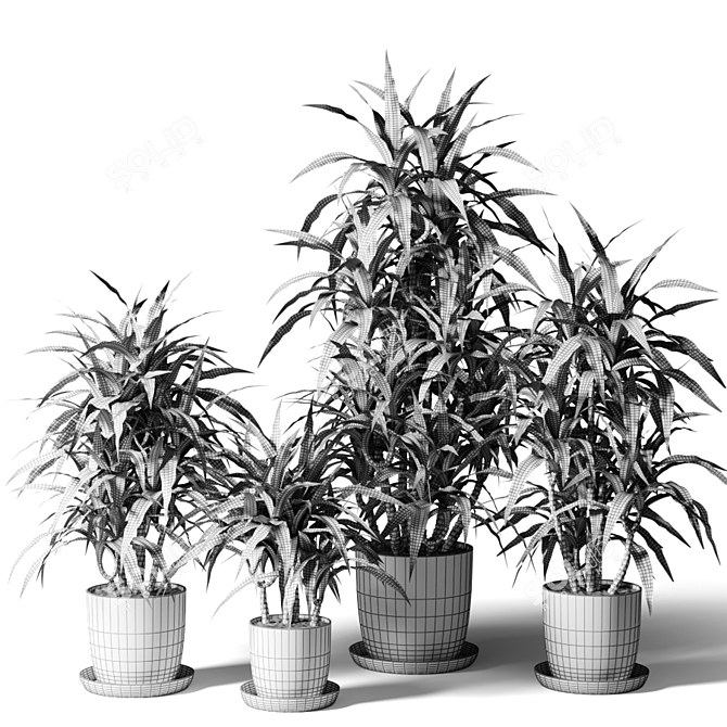 Fragrant Dracaena in Gray Pots 3D model image 2