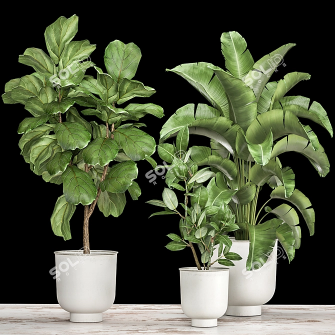 Tropical Plant Collection: Ficus, Strelitzia, and Banana Palm 3D model image 1