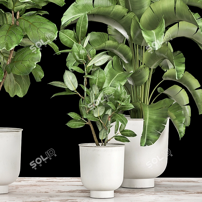 Tropical Plant Collection: Ficus, Strelitzia, and Banana Palm 3D model image 3