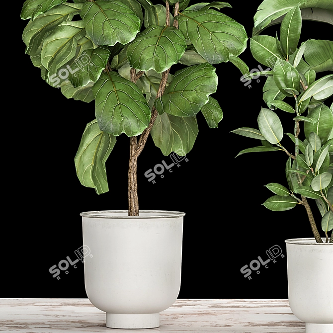 Tropical Plant Collection: Ficus, Strelitzia, and Banana Palm 3D model image 5