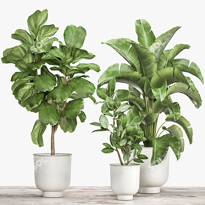 Tropical Plant Collection: Ficus, Strelitzia, and Banana Palm 3D model image 6