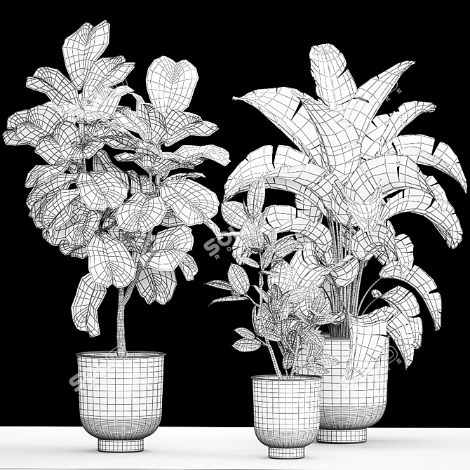 Tropical Plant Collection: Ficus, Strelitzia, and Banana Palm 3D model image 7
