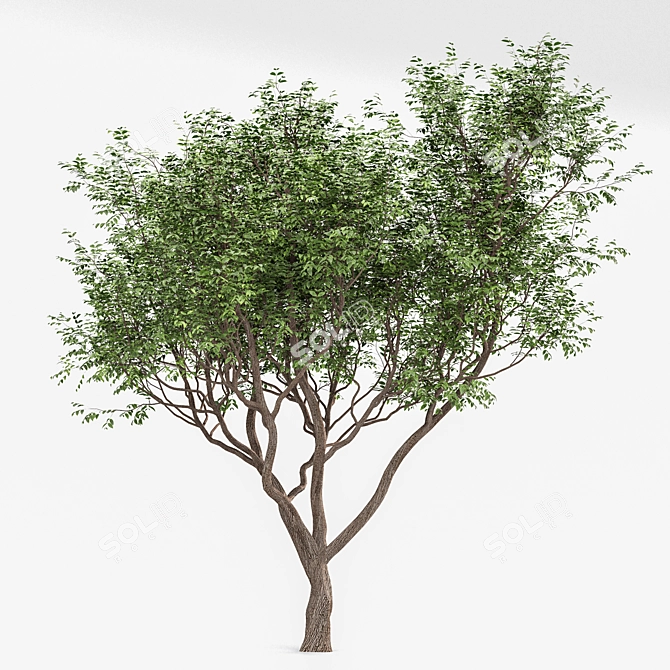 Exquisite Sweet Chestnut Tree | 3D Model 3D model image 3