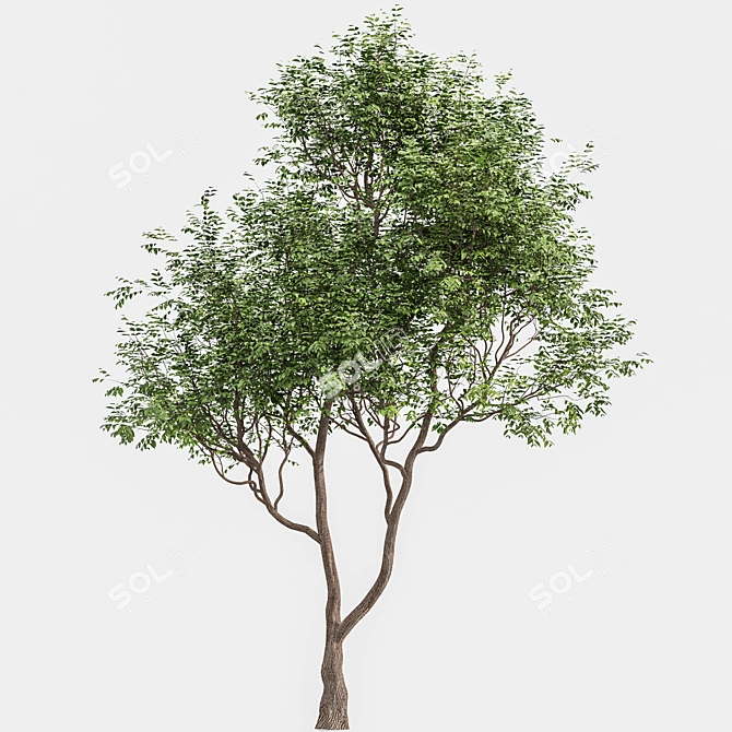 Exquisite Sweet Chestnut Tree | 3D Model 3D model image 4