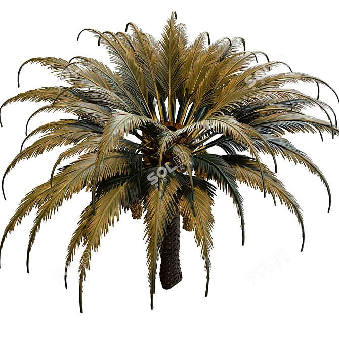 Exotic Date Palm Tree 3D model image 2